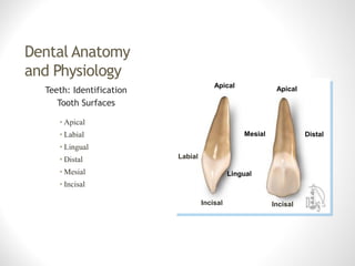 Labiolingually Anatomy of tooth | PDF