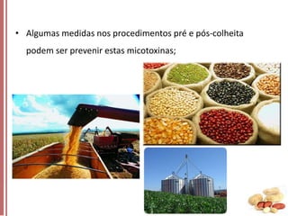 • Algumas medidas nos procedimentos pré e pós-colheita

podem ser prevenir estas micotoxinas;

 