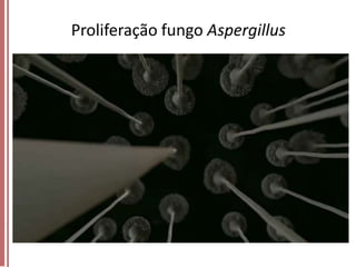 Proliferação fungo Aspergillus

 