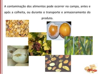 A contaminação dos alimentos pode ocorrer no campo, antes e
após a colheita, ou durante o transporte e armazenamento do

produto.

 