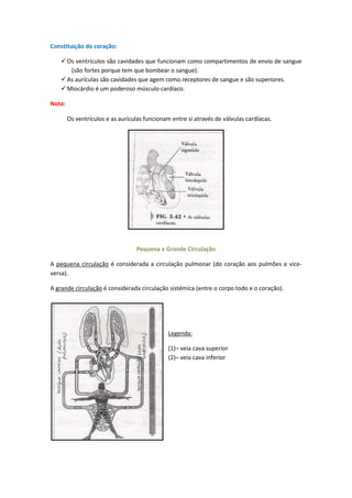anatomia_ii