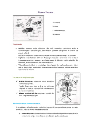 anatomia_ii