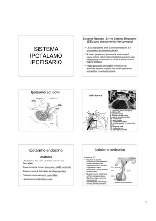 Sistema Nervoso (SN) e Sistema Endocrino
                                                           (SE) sono strettamente interconnessi

           SISTEMA                                        La più importante area di interconnessione è il
                                                           sottosistema ipotalamo-ipofisario


         IPOTALAMO                                        A livello ipotalamico avviene la secrezione di
                                                           neuro-ormoni nel circolo portale che giungono alla
                                                           adenoipofisi e stimolano la sintesi e secrezione di
         IPOFISARIO                                        tropine ipofisarie
                                                          Il lobo posteriore dell ipofisi è costituito da
                                                           terminali assonici originati dai nuclei ipotalamici
                                                           sopraottico e paraventricolare.




           Ipotalamo ed Ipofisi
                                                               Sella turcica




                                                                                          1,2 pituitary gland and stalk
                                                                                          3-6 CN III-VI
                                                                                          7 sphenoid sinus
                                                                                          8 internal carotid artery
                                                                                          9 anterior clinoid process
                                                                                          10 3rd ventricle
                                                                                          11 optic chiasm
                                                                                          12 suprasellar cistern
                                                                                          13 venous spaces of cavernous
                                                                                          sinus
                                                                                          14 temporal lobe
                                                                                          15 hypothalamus
                                                                                          17 diaphragma sellae




         Ipotalamo endocrino                                         Ipotalamo endocrino
                     Anatomia                            Anatomia (2)
                                                         • Neuroni di piccole
• L'Ipotalamo è la parte ventrale anteriore del            dimensioni (parvicellulari)
  diencefalo                                               localizzati nei nuclei
                                                           paraventricolare, arcuato
• Superiormente forma il pavimento del III ventricolo      e periventricolare,
                                                           producono i neuro-ormoni
• Anteriormente è delimitato dal chiasma ottico            ipofisiotropici.
                                                         • Questi neuroni terminano
• Posteriormente dai corpi mammillari                      nell'eminenza mediana.
                                                           Da dove i neuro-ormoni
• Lateralmente dai lobi temporali                          raggiungono
                                                           l'adenoipofisi attraverso il
                                                           circolo portale ipofisario




                                                                                                                          1
 