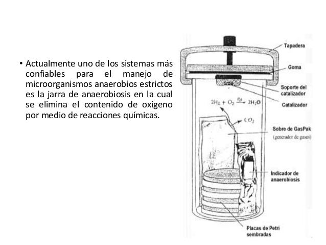 aislamiento y-recuento-de-bacterias-anaerobias