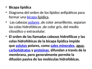 • Bicapa lipídica
• Diagrama del orden de los lípidos anfipáticos para
formar una bicapa lipídica.
• Las cabezas polares ,de color amarillento, separan
las colas hidrofóbicas ,de color gris, del medio
citosólico y extracelular.
• El orden de las llamadas cabezas hidrofílicas y las
colas hidrofóbicas de la bicapa lipídica impide
que solutos polares, como sales minerales, agua,
carbohidratos y proteínas, difundan a través de la
membrana, pero generalmente permite la
difusión pasiva de las moléculas hidrofóbicas.
 