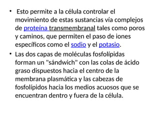 • Esto permite a la célula controlar el
movimiento de estas sustancias vía complejos
de proteína transmembranal tales como poros
y caminos, que permiten el paso de iones
específicos como el sodio y el potasio.
• Las dos capas de moléculas fosfolípidas
forman un "sándwich" con las colas de ácido
graso dispuestos hacia el centro de la
membrana plasmática y las cabezas de
fosfolípidos hacia los medios acuosos que se
encuentran dentro y fuera de la célula.
 