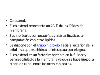 • Colesterol.
• El colesterol representa un 23 % de los lípidos de
membrana.
• Sus moléculas son pequeñas y más anfipáticas en
comparación con otros lípidos.
• Se dispone con el grupo hidroxilo hacia el exterior de la
célula ,ya que ese hidroxilo interactúa con el agua.
• El colesterol es un factor importante en la fluidez y
permeabilidad de la membrana ya que se hace hueco, a
modo de cuña, entre las otras moléculas.
 