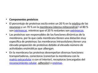 • Componentes proteicos
• El porcentaje de proteínas oscila entre un 20 % en la mielina de las
neuronas y un 70 % en la membrana interna mitocondrial;6
​el 80 %
son intrínsecas, mientras que el 20 % restantes son extrínsecas.
• Las proteínas son responsables de las funciones dinámicas de la
membrana, por lo que cada membrana tienen una dotación muy
específica de proteínas; las membranas intracelulares tienen una
elevada proporción de proteínas debido al elevado número de
actividades enzimáticas que albergan.
• En la membrana las proteínas desempeñan diversas funciones:
transportadoras, conectoras (conectan la membrana con la
matriz extracelular o con el interior), receptoras (encargadas del
reconocimiento celular, adhesión) y enzimas.
 