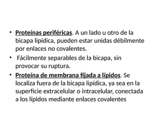 • Proteínas periféricas. A un lado u otro de la
bicapa lipídica, pueden estar unidas débilmente
por enlaces no covalentes.
• Fácilmente separables de la bicapa, sin
provocar su ruptura.
• Proteína de membrana fijada a lípidos. Se
localiza fuera de la bicapa lipídica, ya sea en la
superficie extracelular o intracelular, conectada
a los lípidos mediante enlaces covalentes
 