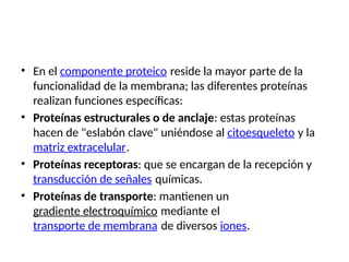 • En el componente proteico reside la mayor parte de la
funcionalidad de la membrana; las diferentes proteínas
realizan funciones específicas:
• Proteínas estructurales o de anclaje: estas proteínas
hacen de "eslabón clave" uniéndose al citoesqueleto y la
matriz extracelular.
• Proteínas receptoras: que se encargan de la recepción y
transducción de señales químicas.
• Proteínas de transporte: mantienen un
gradiente electroquímico mediante el
transporte de membrana de diversos iones.
 