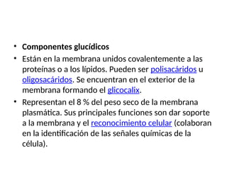 • Componentes glucídicos
• Están en la membrana unidos covalentemente a las
proteínas o a los lípidos. Pueden ser polisacáridos u
oligosacáridos. Se encuentran en el exterior de la
membrana formando el glicocalix.
• Representan el 8 % del peso seco de la membrana
plasmática. Sus principales funciones son dar soporte
a la membrana y el reconocimiento celular (colaboran
en la identificación de las señales químicas de la
célula).
 