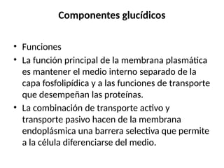 Componentes glucídicos
• Funciones
• La función principal de la membrana plasmática
es mantener el medio interno separado de la
capa fosfolipídica y a las funciones de transporte
que desempeñan las proteínas.
• La combinación de transporte activo y
transporte pasivo hacen de la membrana
endoplásmica una barrera selectiva que permite
a la célula diferenciarse del medio.
 