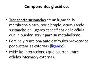 Componentes glucídicos
• Transporta sustancias de un lugar de la
membrana a otro, por ejemplo, acumulando
sustancias en lugares específicos de la célula
que le puedan servir para su metabolismo.
• Percibe y reacciona ante estímulos provocados
por sustancias externas (ligando).
• Mide las interacciones que ocurren entre
células internas y externas.
 