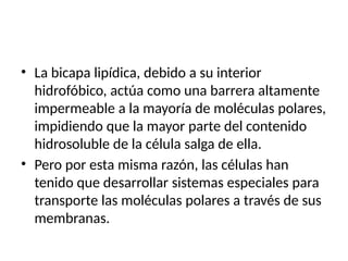 • La bicapa lipídica, debido a su interior
hidrofóbico, actúa como una barrera altamente
impermeable a la mayoría de moléculas polares,
impidiendo que la mayor parte del contenido
hidrosoluble de la célula salga de ella.
• Pero por esta misma razón, las células han
tenido que desarrollar sistemas especiales para
transporte las moléculas polares a través de sus
membranas.
 