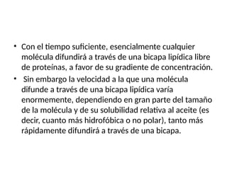 • Con el tiempo suficiente, esencialmente cualquier
molécula difundirá a través de una bicapa lipídica libre
de proteínas, a favor de su gradiente de concentración.
• Sin embargo la velocidad a la que una molécula
difunde a través de una bicapa lipídica varía
enormemente, dependiendo en gran parte del tamaño
de la molécula y de su solubilidad relativa al aceite (es
decir, cuanto más hidrofóbica o no polar), tanto más
rápidamente difundirá a través de una bicapa.
 
