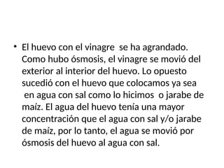 • El huevo con el vinagre se ha agrandado.
Como hubo ósmosis, el vinagre se movió del
exterior al interior del huevo. Lo opuesto
sucedió con el huevo que colocamos ya sea
en agua con sal como lo hicimos o jarabe de
maíz. El agua del huevo tenía una mayor
concentración que el agua con sal y/o jarabe
de maíz, por lo tanto, el agua se movió por
ósmosis del huevo al agua con sal.
 
