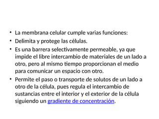 • La membrana celular cumple varias funciones:
• Delimita y protege las células.
• Es una barrera selectivamente permeable, ya que
impide el libre intercambio de materiales de un lado a
otro, pero al mismo tiempo proporcionan el medio
para comunicar un espacio con otro.
• Permite el paso o transporte de solutos de un lado a
otro de la célula, pues regula el intercambio de
sustancias entre el interior y el exterior de la célula
siguiendo un gradiente de concentración.
 