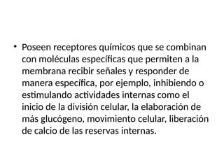 • Poseen receptores químicos que se combinan
con moléculas específicas que permiten a la
membrana recibir señales y responder de
manera específica, por ejemplo, inhibiendo o
estimulando actividades internas como el
inicio de la división celular, la elaboración de
más glucógeno, movimiento celular, liberación
de calcio de las reservas internas.
 