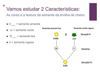 +
    Vamos estudar 2 Características:
    As cores e a textura da semente da ervilha de cheiro.

       V___ = semente amarela

       vv = semente verde

       R___ = semente lisa

       rr = semente rugosa
 