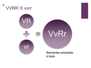 +
    VVRR X vvrr

          VR

                   VvRr
           vr
                  Sementes amarelas
                  e lisas
 
