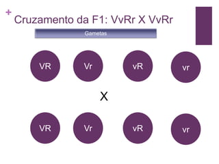 +
    Cruzamento da F1: VvRr X VvRr
                Gametas




        VR      Vr        vR        vr


                     X

        VR      Vr        vR        vr
 