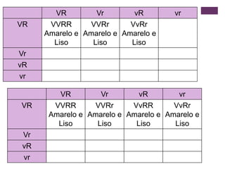 VR         Vr        vR        vr
VR     VVRR       VVRr      VvRr
      Amarelo e Amarelo e Amarelo e
        Liso      Liso      Liso
Vr
vR
vr

         VR         Vr        vR        vr
VR      VVRR       VVRr     VvRR       VvRr
       Amarelo e Amarelo e Amarelo e Amarelo e
         Liso      Liso      Liso      Liso
Vr
vR
 vr
 