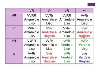 VR         Vr        vR        vr
VR    VVRR       VVRr     VvRR       VvRr
     Amarelo e Amarelo e Amarelo e Amarelo e
       Liso      Liso      Liso      Liso
Vr     VVRr      VVrr      VvRr      Vvrr
     Amarelo e Amarelo e Amarelo e Amarelo e
       Liso     Rugoso     Liso     Rugoso
vR    VvRR       VvRr      vvRr      vvRr
     Amarelo e Amarelo e Verde e    Verde e
       Liso      Liso      Liso      Liso
vr     VvRr      Vvrr      vvRr       vvrr
     Amarelo e Amarelo e Verde e    Verde e
       Liso     Rugoso     Liso     Rugoso
 