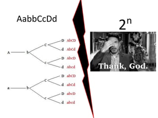 AabbCcDd
2n
 