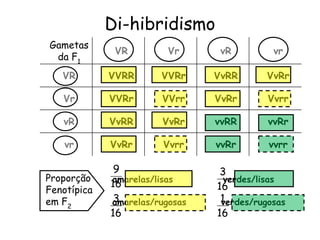 Di-hibridismo
amarelas/lisas verdes/lisas
amarelas/rugosas verdes/rugosas
Gametas
da F1
VR Vr vR vr
VR VVRR VVRr VvRR VvRr
Vr VVRr VVrr VvRr Vvrr
vR VvRR VvRr vvRR vvRr
vr VvRr Vvrr vvRr vvrr
Proporção
Fenotípica
em F2
 