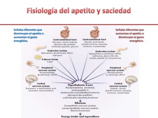 Señales Aferentes que
disminuyen el apetito o
aumentan el gasto
energético.
Señales Aferentes que
aumentan el apetito o
disminuyen el gasto
energético.
 