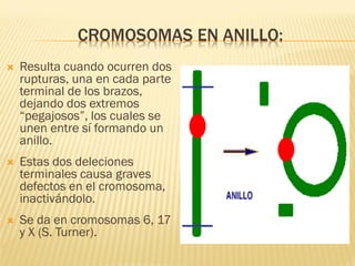 CROMOSOMAS EN ANILLO:
 Resulta cuando ocurren dos
rupturas, una en cada parte
terminal de los brazos,
dejando dos extremos
“pegajosos”, los cuales se
unen entre sí formando un
anillo.
 Estas dos deleciones
terminales causa graves
defectos en el cromosoma,
inactivándolo.
 Se da en cromosomas 6, 17
y X (S. Turner).
 