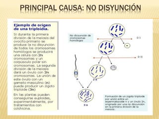 PRINCIPAL CAUSA: NO DISYUNCIÓN
 