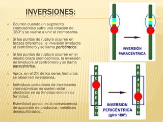 INVERSIONES:
 Ocurren cuando un segmento
cromosómico sufre una rotación de
180º y se vuelve a unir al cromosoma.
 Si los puntos de ruptura ocurren en
brazos diferentes, la inversión involucra
al centrómero y se llama pericéntrica.
 Si los puntos de ruptura ocurren en el
mismo brazo cromosómico, la inversión
no involucra al centrómero y se llama
paracéntrica.
 Aprox. en el 2% de los seres humanos
se observan inversiones.
 Individuos portadores de inversiones
cromosómicas no suelen estar
afectados en su fenotipo sino en su
fertilidad.
 Esterilidad parcial es la consecuencia
de aparición de productos meióticos
desequilibrados .
 