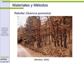 Materiales y Métodos
Evolución de los
reservorios de
carbono de masas
forestales
dominadas por
Quercus pyrenaica
vs Pinus sylvestris
Rebollar (Quercus pyrenaica)
(Montero, 2005)
11 / Abril / 2013
 