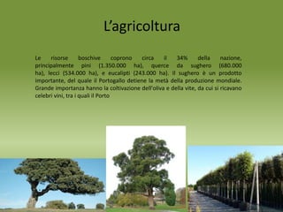 Le risorse boschive coprono circa il 34% della nazione,
principalmente pini (1.350.000 ha), querce da sughero (680.000
ha), lecci (534.000 ha), e eucalipti (243.000 ha). Il sughero è un prodotto
importante, del quale il Portogallo detiene la metà della produzione mondiale.
Grande importanza hanno la coltivazione dell'oliva e della vite, da cui si ricavano
celebri vini, tra i quali il Porto
L’agricoltura
 