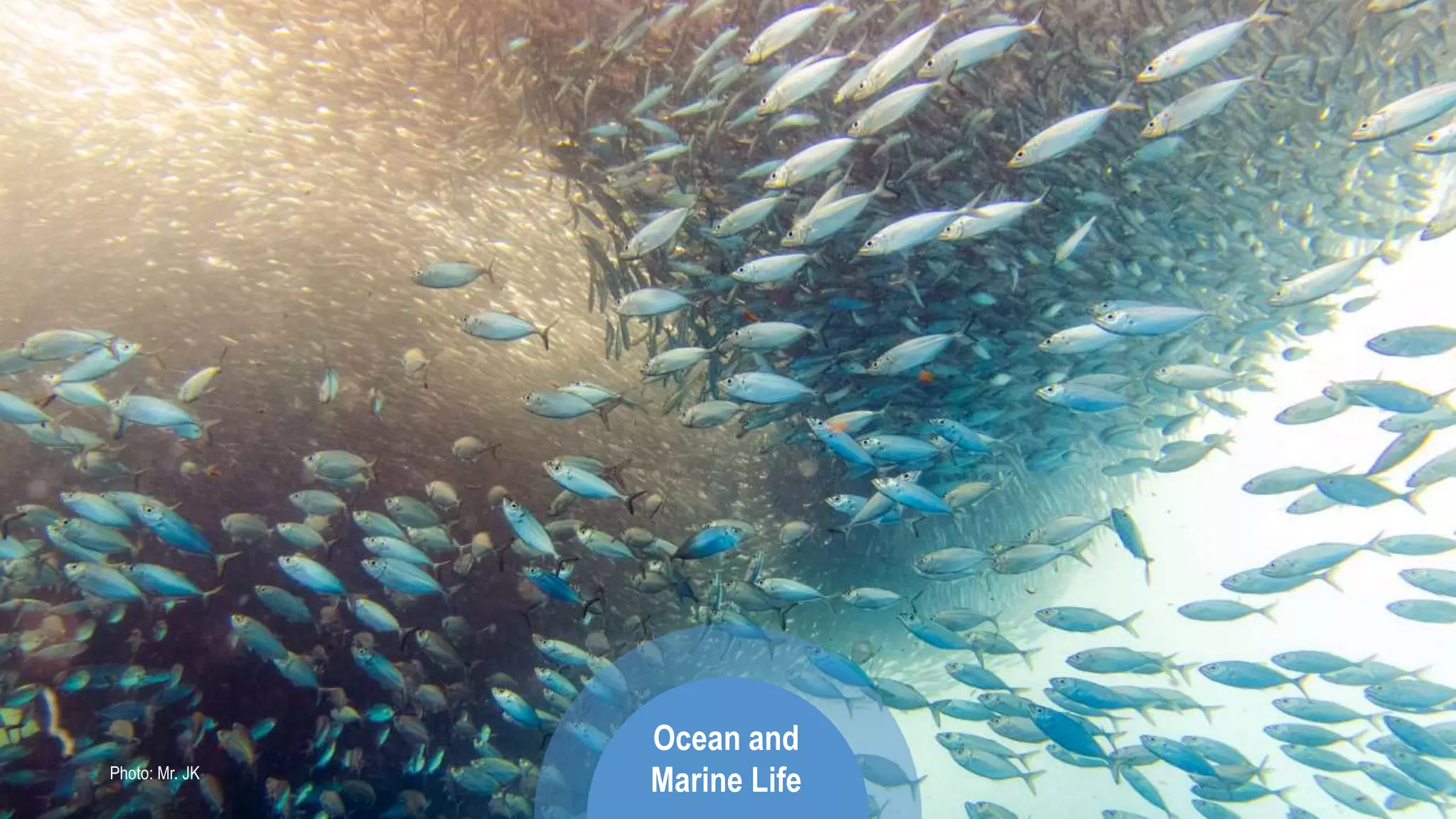 Photo: Paulo Krug
Ocean and
Marine LifePhoto: Mr. JK
 