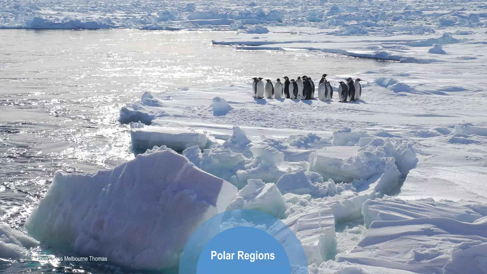 Photo: Jess Melbourne Thomas Polar Regions
 