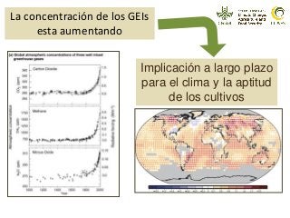 Implicación a largo plazo
para el clima y la aptitud
de los cultivos
La concentración de los GEIs
esta aumentando
 