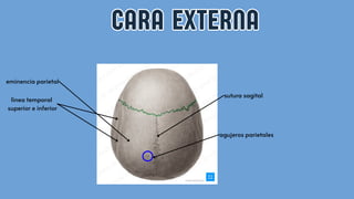 presentacion de hueso frontal, parietal y temporal | PDF