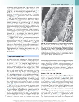 Anatomía del riñon, Segundo capítulo. El riñón | PDF