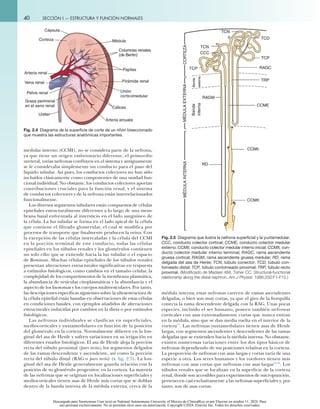 Anatomía del riñon, Segundo capítulo. El riñón | PDF