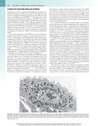 Anatomía del riñon, Segundo capítulo. El riñón | PDF