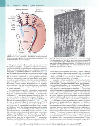 Anatomía del riñon, Segundo capítulo. El riñón | PDF