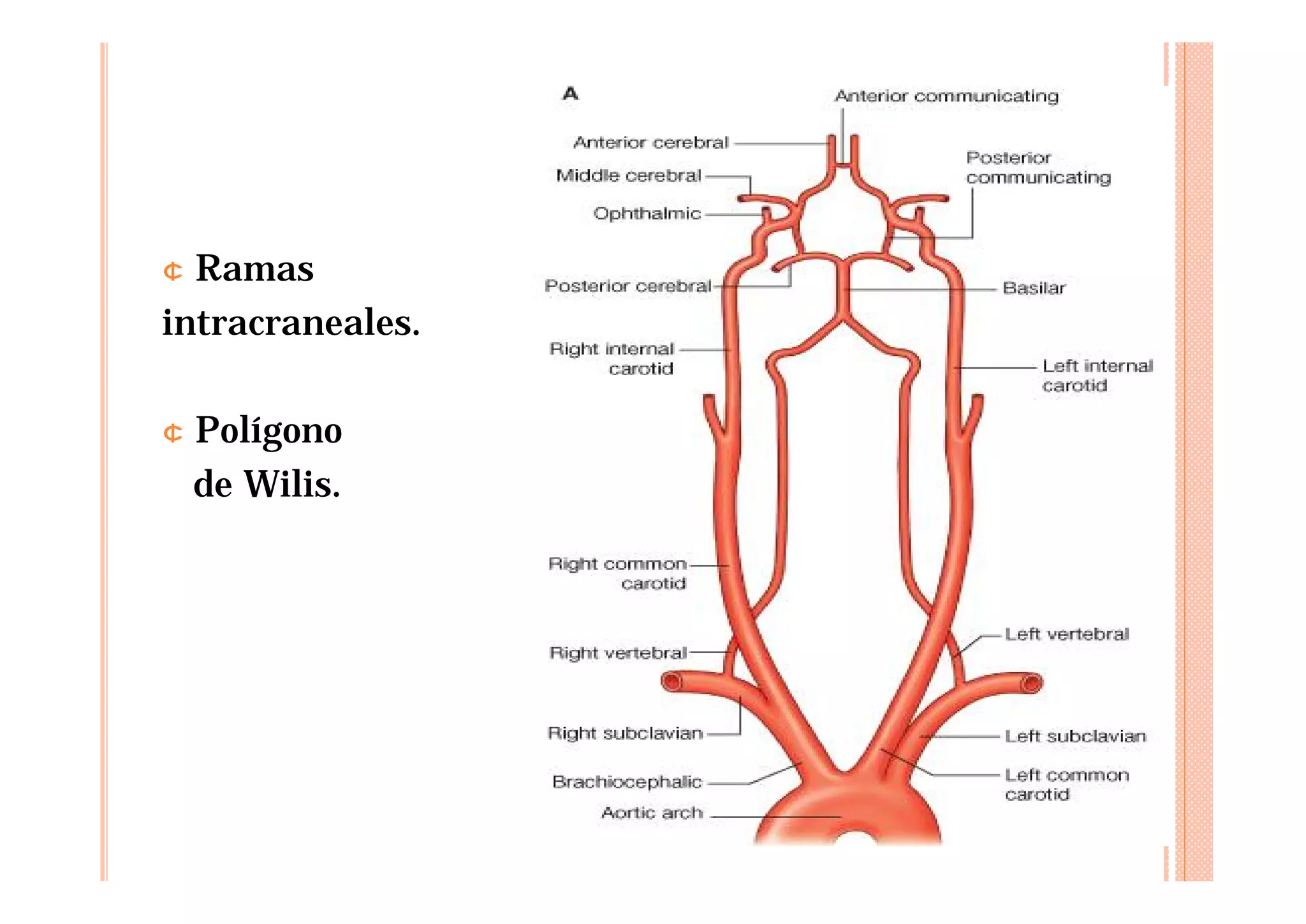 Vascular Rarea 2 Anatomía fisiología del sistema vascular.ppt.pdf