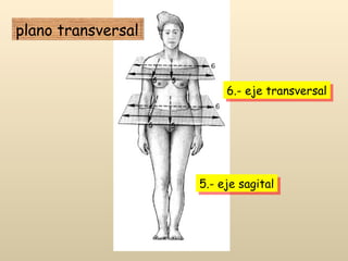 6.- eje transversal 5.- eje sagital plano transversal 