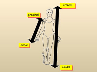 craneal caudal proximal distal 