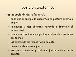 posición anatómica <ul><li>es la posición de referencia </li></ul><ul><ul><li>en la que el cuerpo se encuentra en postura ...