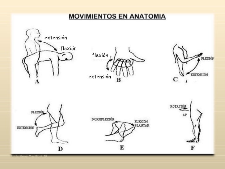 2° anatomia generalidades