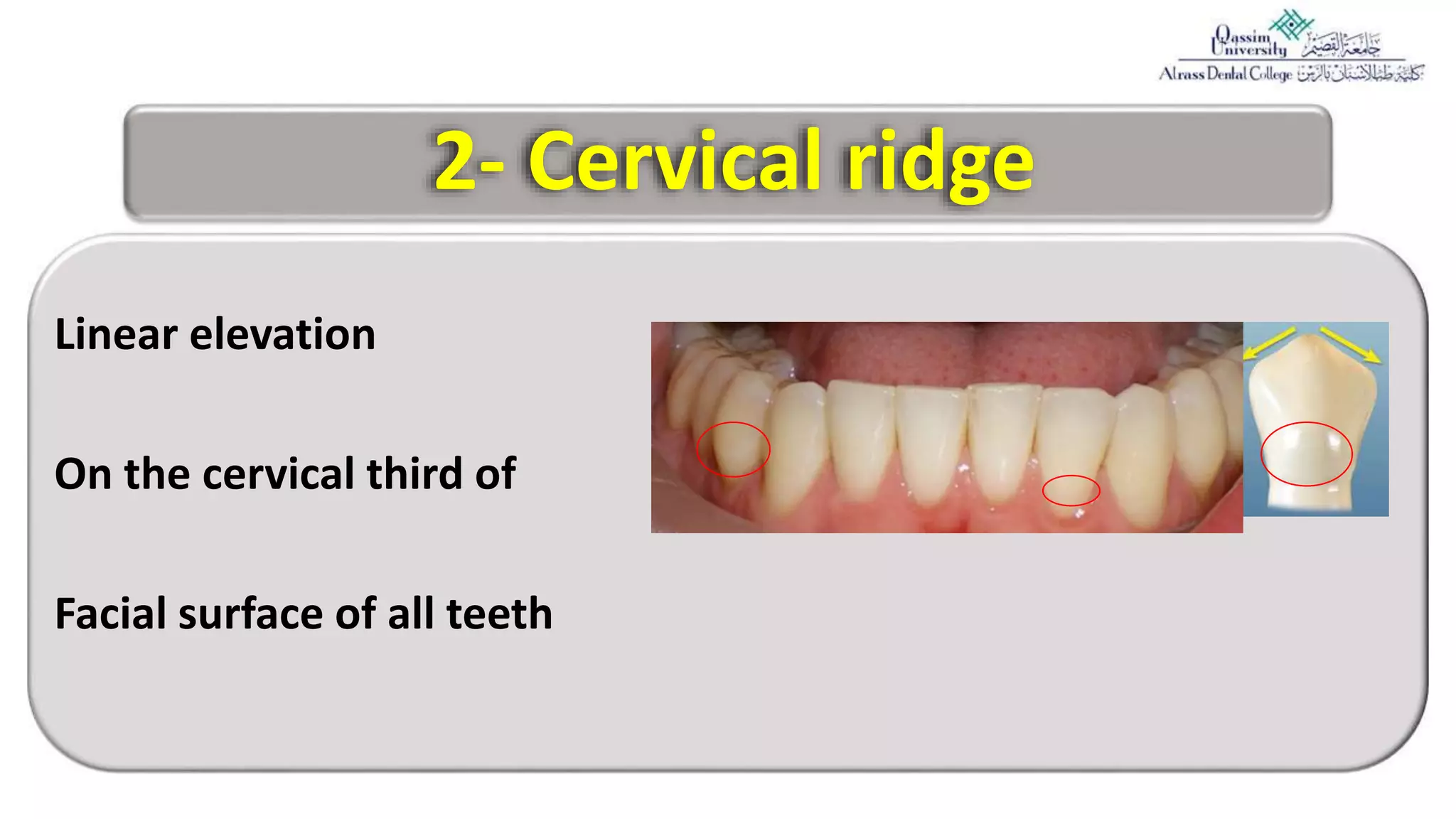 2 Anatomical Landmarks And Dental Tissues pptx