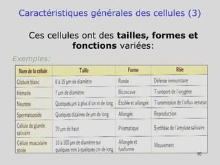 Caractéristiques générales des cellules (3)
Ces cellules ont des tailles, formes et
fonctions variées:
Exemples:
10
 
